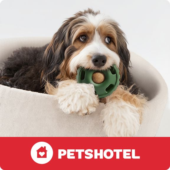 PetsHotel logo & a fluffy dog laying in a bed holding a green toy