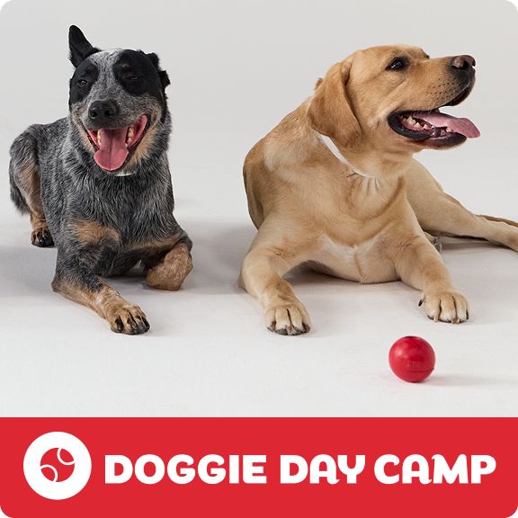 Doggie Day Camp logo & two dogs relaxing on the floor with a red ball