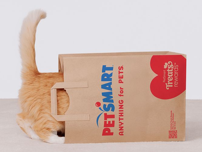 Cat looking inside a PetSmart shopping bag