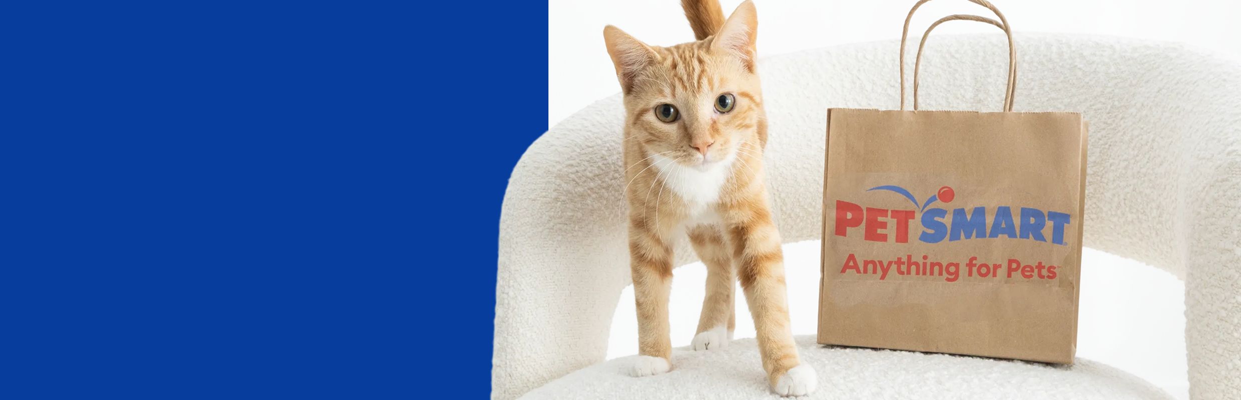 Cat standing on a white chair next to a PetSmart bag