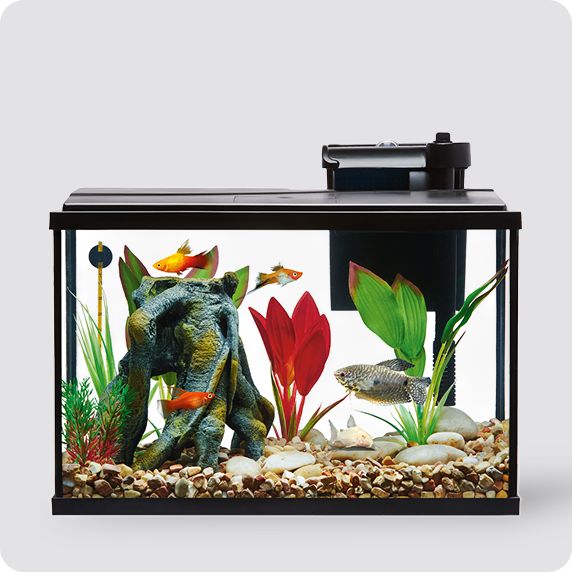Aquarium with fish