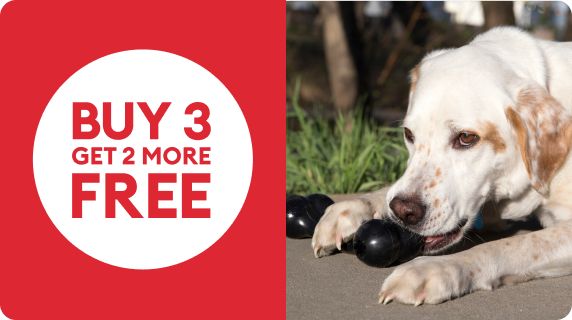 Buy 3, get 2 more FREE with retriever chewing on dog toy