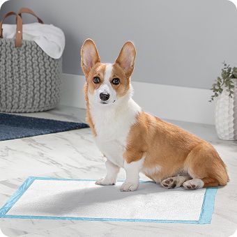 Corgi sitting on disposable dog pad