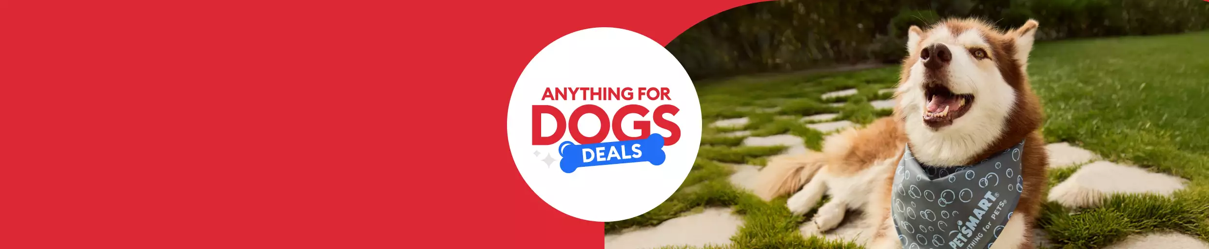 Anything for Dogs Deals with brown & white dog wearing bandana 