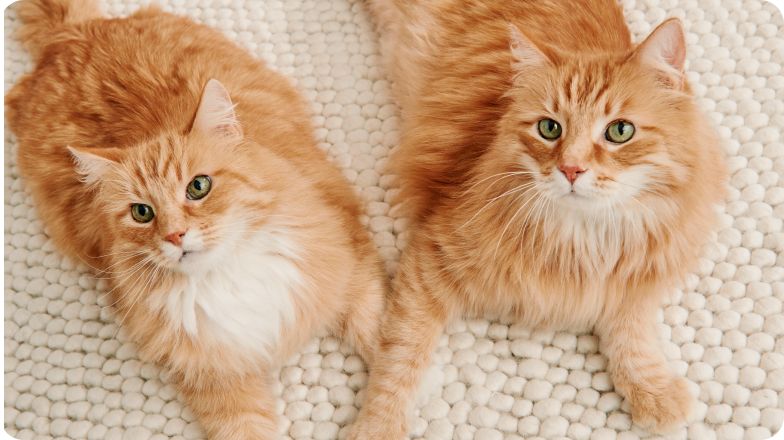 Two orange fluffy cats lying on carpet looking up