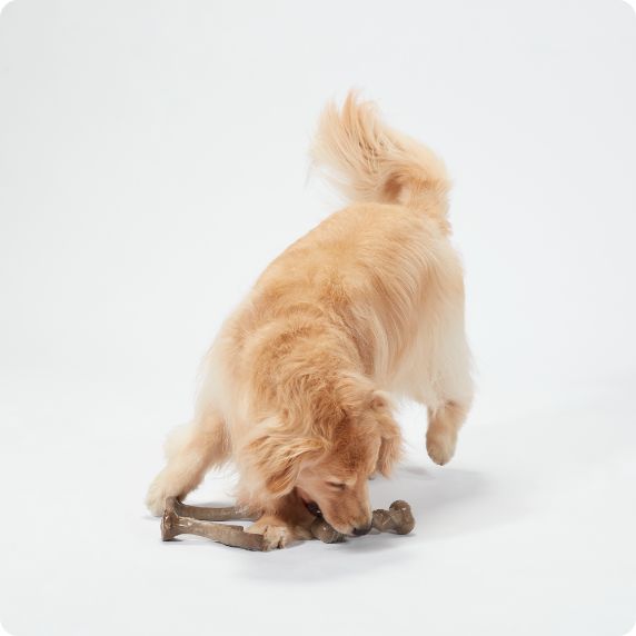 Dog chewing on toy