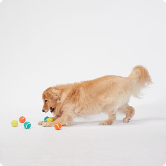 Dog walking with ball in mouth