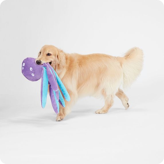 Dog carrying plush toy