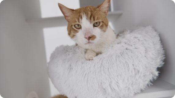 Cat in a bed