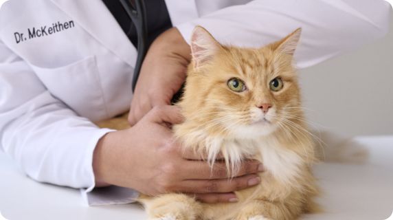 Veterinarian with cat
