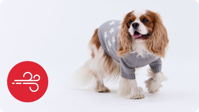 Dog in sweater and snowflake icon