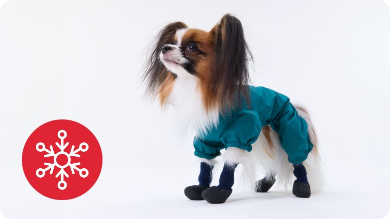 Dog bundled up with jacket and booties