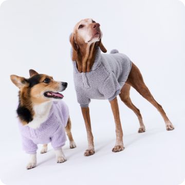 Two dogs in purple sweaters