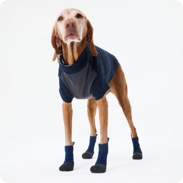 Dog wearing sweater and booties