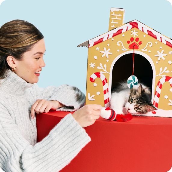 Cat in gingerbread cardboard house interacting with pet parent and toy