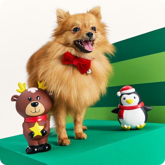 Small dog in bowtie standing next to small dog toys