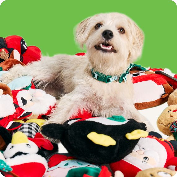 Dog laying in a pile of holiday toys