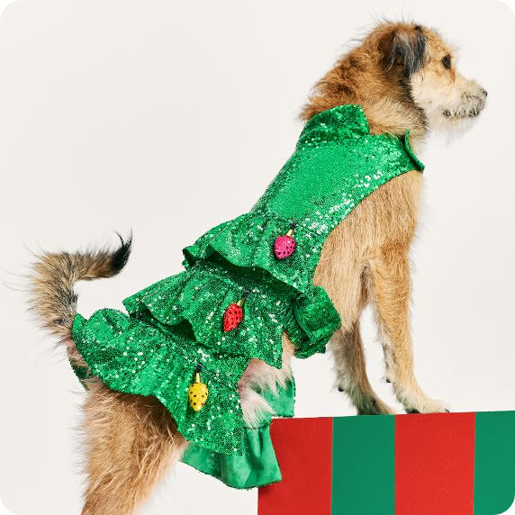 Medium sized dog in Christmas tree costume