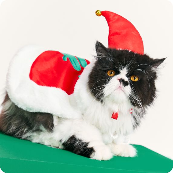 A cat wearing an Santa's helper costume