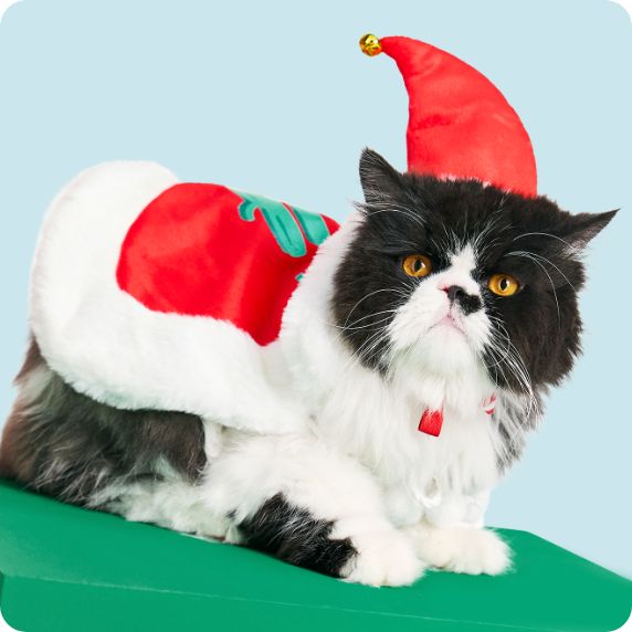 Cat in Santa apparel