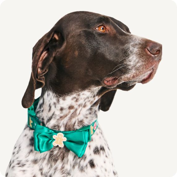 Spaniel with green bowtie collar