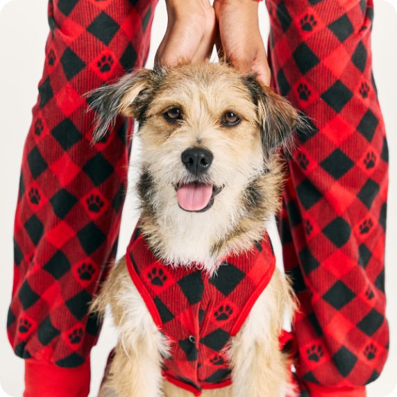 Dog wearing a green bowtie collar with a gingerbread man