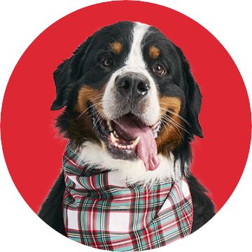 Featured Shops Holiday PetSmart Canada