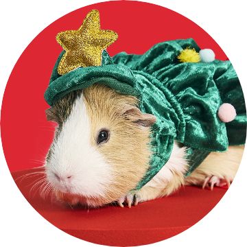 Guinea Pig