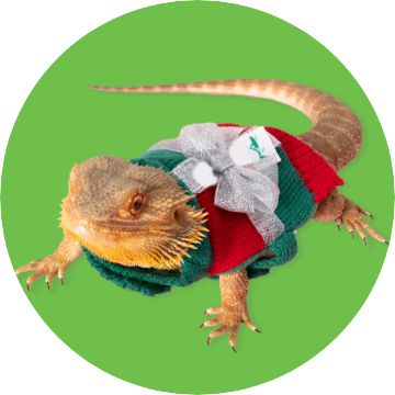 Bearded Dragon