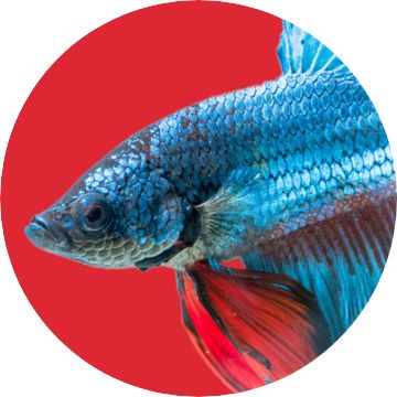 Betta fish