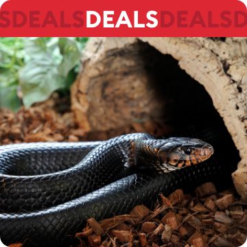 Snake and text that says deals