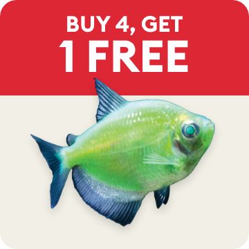 Pet Fish Live Shrimp Barb Goldfish Minnows Betta Cichlids PetSmart