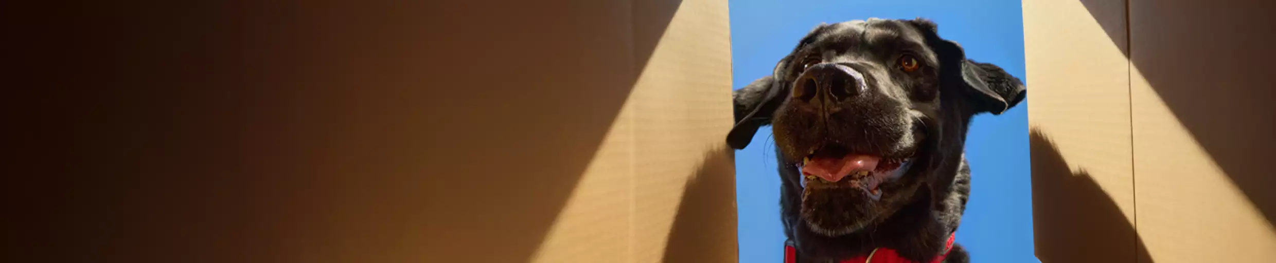 A black dog peeks into a cardboard box against blue sky