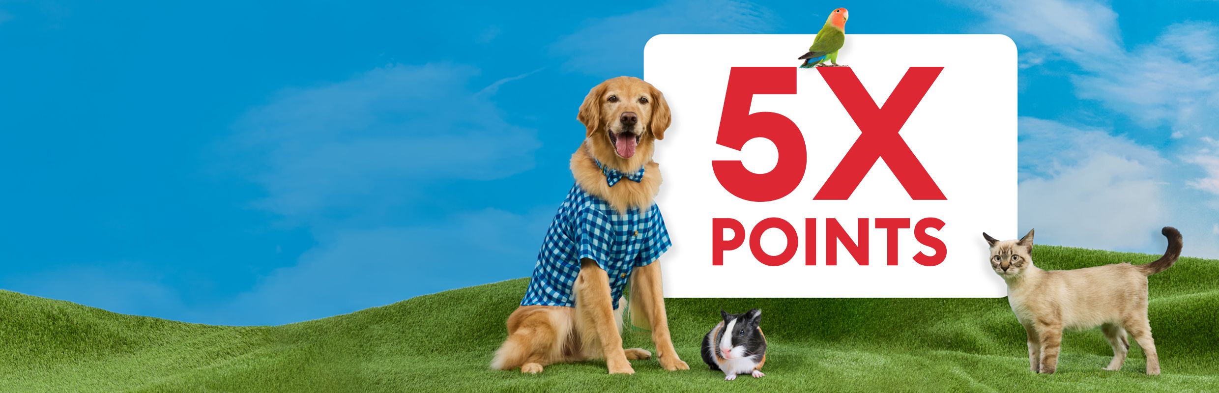 Golden retriever in a blue shirt with a rabbit, parrot & cat on grass beside a 5X points callout