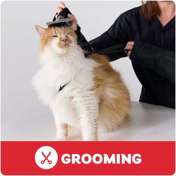 Grooming logo & a long-haired cat sitting on a table while a Pet Stylist trims their fur