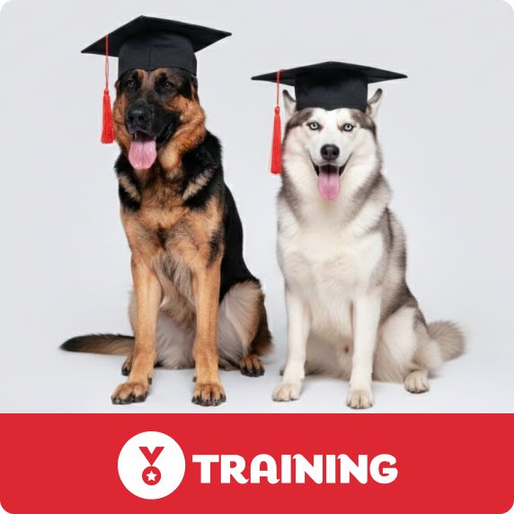 Training logo & a German shepherd and husky wearing graduation caps
