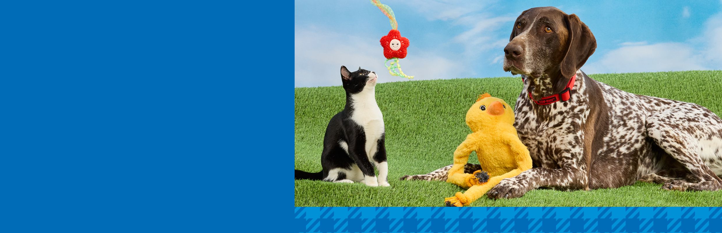 German shorthaired pointer lying on grass with a yellow plush duck and a black & white kitten looking up at a red hanging toy
