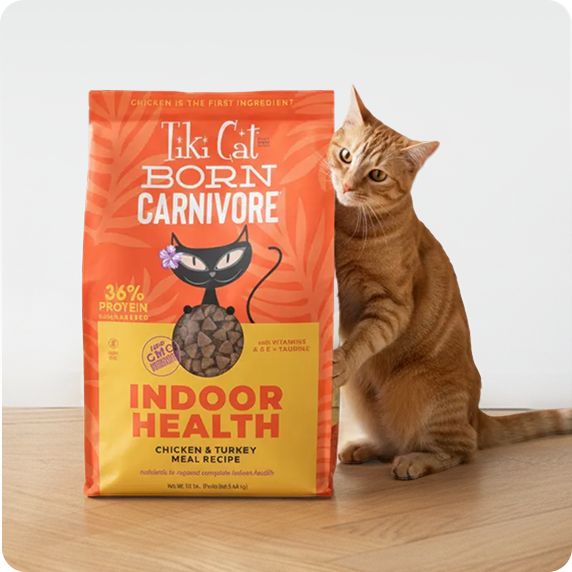 Cat next to a bag of Tiki Cat food