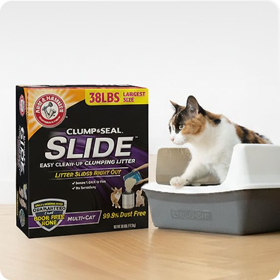 Cat sitting in a litter box next to Arm & Hammer litter