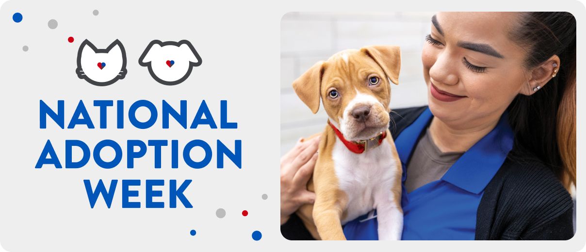 National Adoption Week, dog & cat illustrations and a woman holding a dog