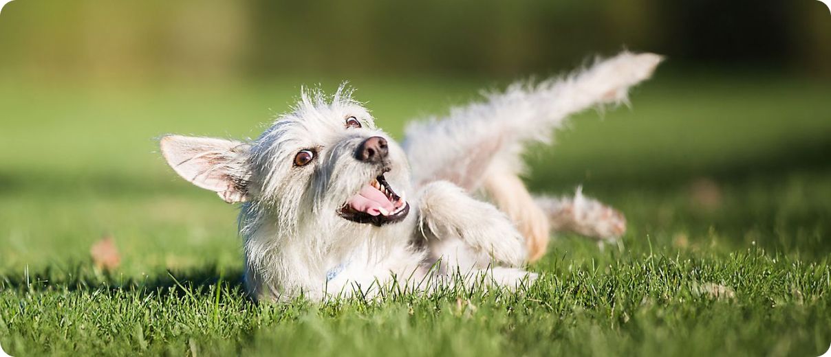 White terrier shown playing in grass