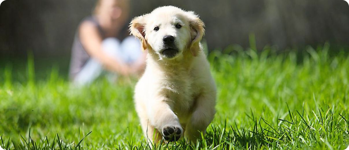Golden retriever puppy running in grass