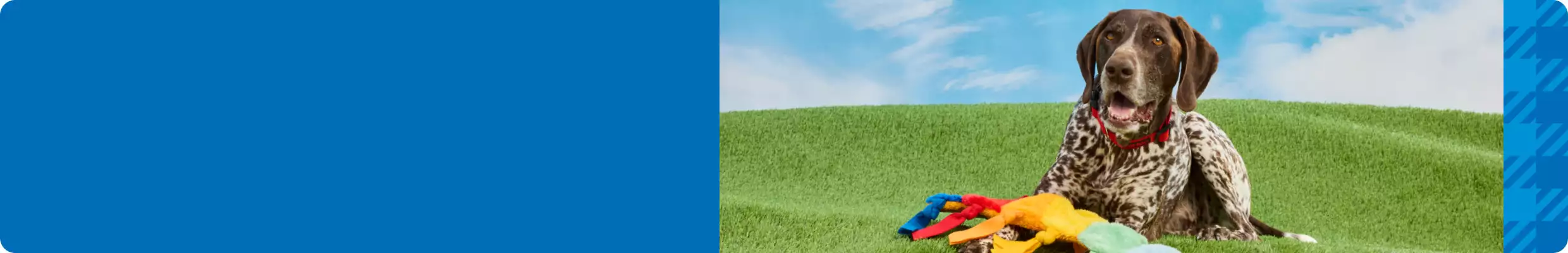 English setter outdoors on grass with variety of toys