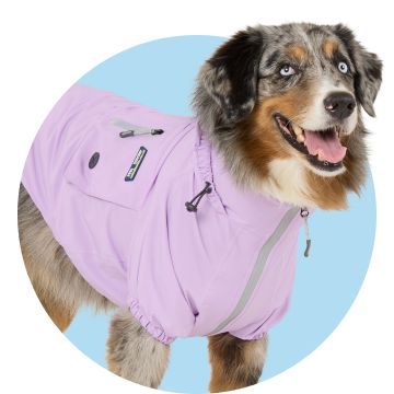 Brown dog wearing Arcadia Trail Waterproof Windbreaker 