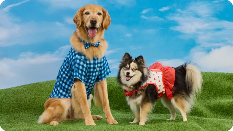 A Golden retriever in a plaid blue jacket & a Pomeranian in a white & red vest standing on green grass with blue sky behind them
