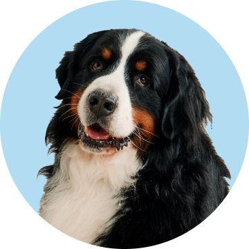 A Bernese mountain dog