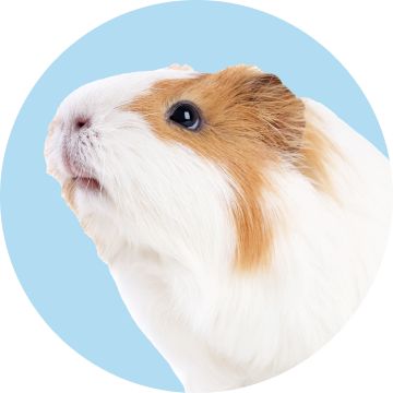 A brown and white guinea pig