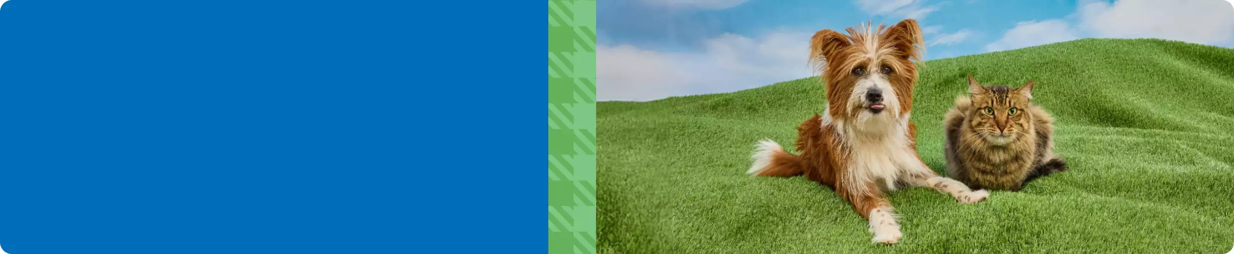 A dog & cat lying on grass with blue sky behind them