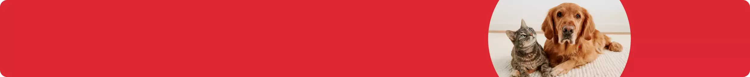 Golden retriever & a cat laying on the floor together