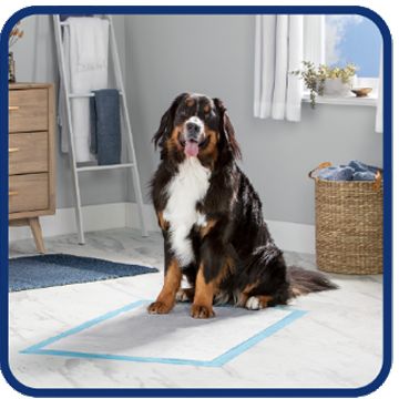 Bernese mountain dog sitting on a training pad
